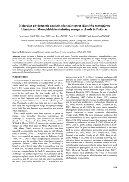 Drosicha Mangiferae; Hemiptera: Monophlebidae) Infesting Mango Orchards in Pakistan