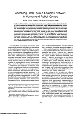 Anchoring Fibrils Form O Complex Network in Human and Rabbit Cornea