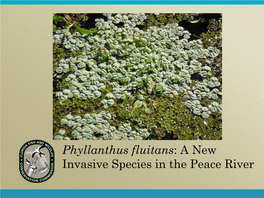 Phyllanthus Fluitans: a New Invasive Species in the Peace River a Brief History Lesson