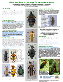 Blister Beetles – a Challenge for Arizona's Growers