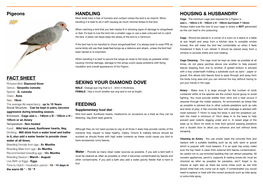 Pigeons FACT SHEET HANDLING SEXING YOUR DIAMOND DOVE FEEDING HOUSING & HUSBANDRY