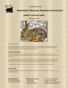 Nuttall's Cottontail Rabbit