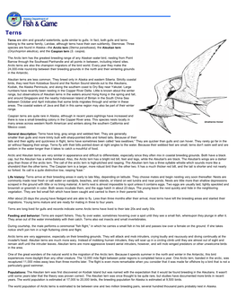 Terns: Wildlife Notebook Series