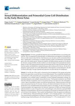 Sexual Differentiation and Primordial Germ Cell Distribution in the Early Horse Fetus