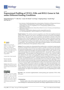 Expressional Profiling of TEX11, ESR and BOLL Genes in Yak Under