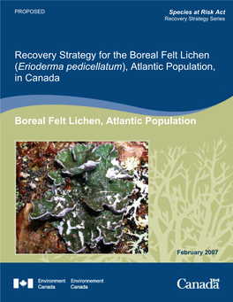 Boreal Felt Lichen (Erioderma Pedicellatum), Atlantic Population, in Canada