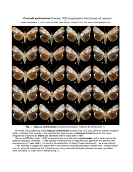 Catocala Andromedae Guenée, 1852 (Lepidoptera: Noctuidae) in Louisiana
