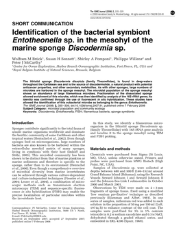 Identification of the Bacterial Symbiont Entotheonella Sp. in the Mesohyl of the Marine Sponge Discodermia Sp