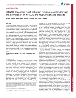 P75ntr-Dependent Rac1 Activation Requires Receptor Cleavage And