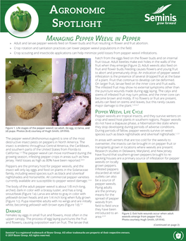 Managing Pepper Weevil in Pepper »» Adult and Larvae Pepper Weevils Feed on Flower Buds and Fruit Resulting in Flower and Fruit Abortion