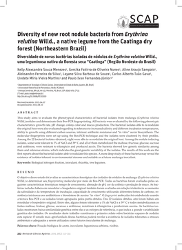 Diversity of New Root Nodule Bacteria from Erythrina Velutina Willd., A