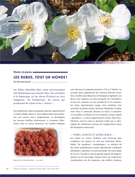 Les Rubus, Tout Un Monde ! Par Bernard Lantin