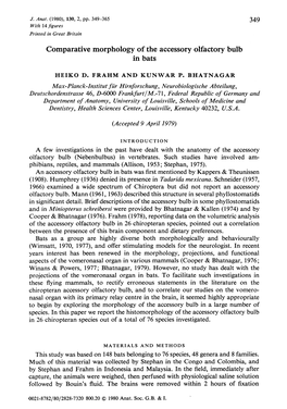 Comparative Morphology of the Accessory Olfactory Bulb in Bats