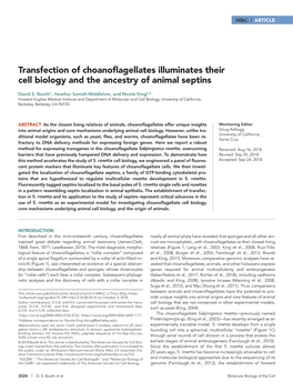 Transfection of Choanoflagellates Illuminates Their Cell Biology and the Ancestry of Animal Septins