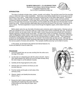 MARINE BIOLOGY: CLAM DISSECTION Revised by Anne Maben, Marine Biology Instructor, Long Beach Polytechnic High, from a UCSC Invertebrate Zoology Lab INTRODUCTION