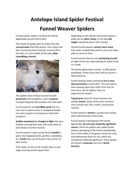 Funnel Weaver Spiders