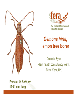 Oemona Hirta, Lemon Tree Borer