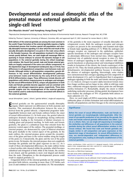 Developmental and Sexual Dimorphic Atlas of the Prenatal Mouse External Genitalia at the Single-Cell Level