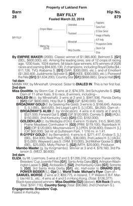 BAY FILLY Barn 28 Hip No