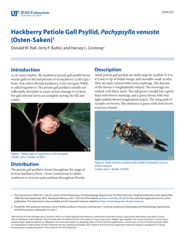 Hackberry Petiole Gall Psyllid, Pachypsylla Venusta (Osten-Saken)1 Donald W