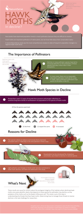 Hyles Lineata) Natureserve Global Status: Secure (G5) HAWK MOTHS in Decline?