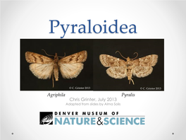Crambidae Pyralidae