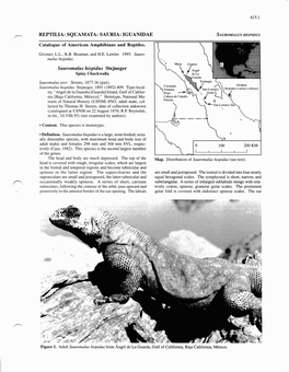 REPTILIA: SQUAMATA: SAURIA: IGUANIDAE Catalogue of American Amphibians and Reptiles