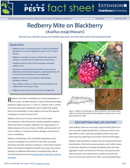 Red Mite on Blackberry [Acalitus Essigi (Hassan)]