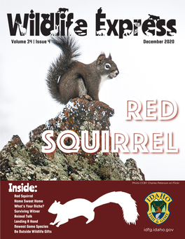 Red Squirrel