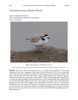 Charadrius Nivosus (Snowy Plover)