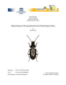 Adaptive Divergence in the Wing-Polymorphic Salt Marsh Beetle Pogonus Chalceus