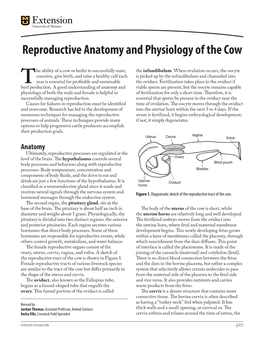 Reproductive Anatomy and Physiology of the Cow