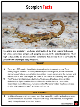 Scorpion Facts