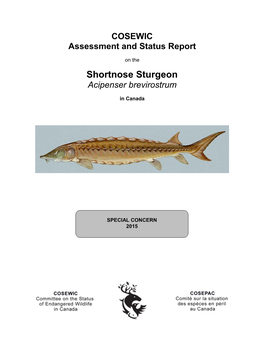 Shortnose Sturgeon, Acipenser Brevirostrum in Canada, Prepared Under Contract with Environment Canada