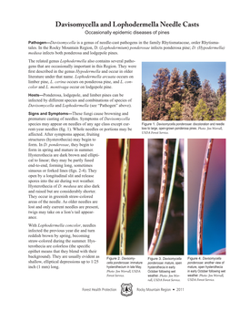 Davisomycella and Lophodermella Needle Casts Occasionally Epidemic Diseases of Pines