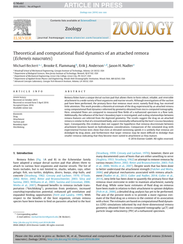 Theoretical and Computational Fluid Dynamics of an Attached Remora