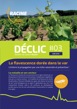 DÉCLIC Bulletin De Liaison Racine La Flavescence Dorée Dans Le