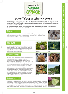 Cheddar Gorge 2015 A4 Education Fact Sheet