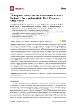 Co-Acquired Nanovirus and Geminivirus Exhibit a Contrasted Localization Within Their Common Aphid Vector