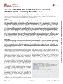 Mutation of the Murc and Murb Genes Impairs Heterocyst Differentiation in Anabaena Sp