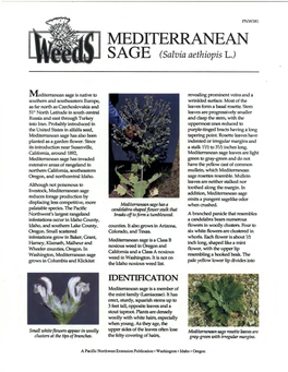 MEDITERRANEAN SAGE (Salvia Aethiopis L.)