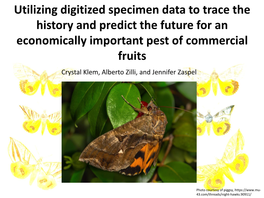 A Preliminary Phylogeny of the Fruit-Piercing Moth Genus Eudocima