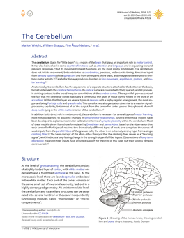 The Cerebellum Marion Wright, William Skaggs, Finn Årup Nielsen,* Et Al