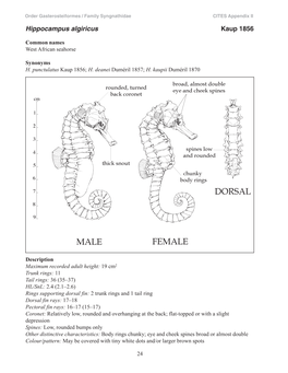 Hippocampus Algiricus Kaup 1856