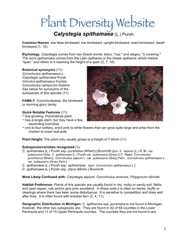 Calyspit CONV FINAL