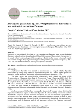 Amylosporus Guaraniticus Sp. Nov. (Wrightoporiaceae, Russulales) a New Neotropical Species from Paraguay