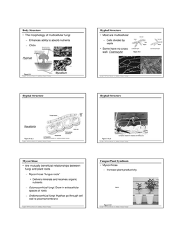 Body Structure • the Morphology of Multicellular Fungi Hyphae