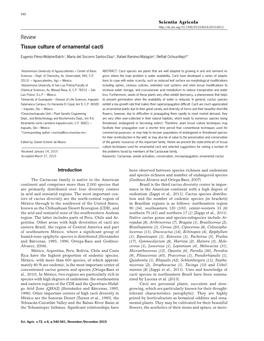 Tissue Culture of Ornamental Cacti Review