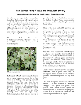 Succulent of the Month April 2002 - Cucurbitaceae