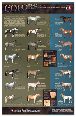 The Unique Coat Colors of the American Paint Horse